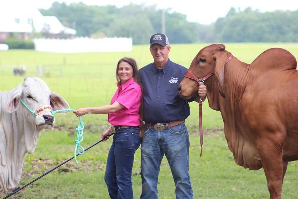 Dixie cattle Dan & Stacie halter