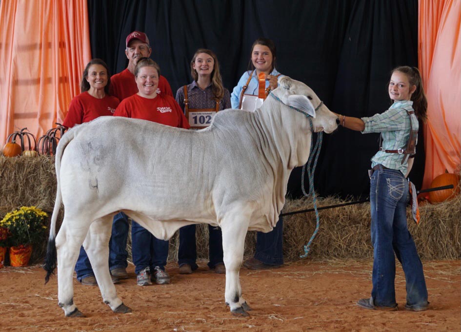 Dixie Cattle Savannah McIntire gray heifer champion