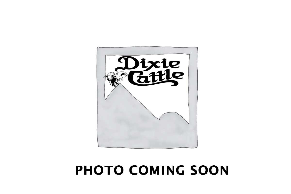 Dixie cattle photocoming soon