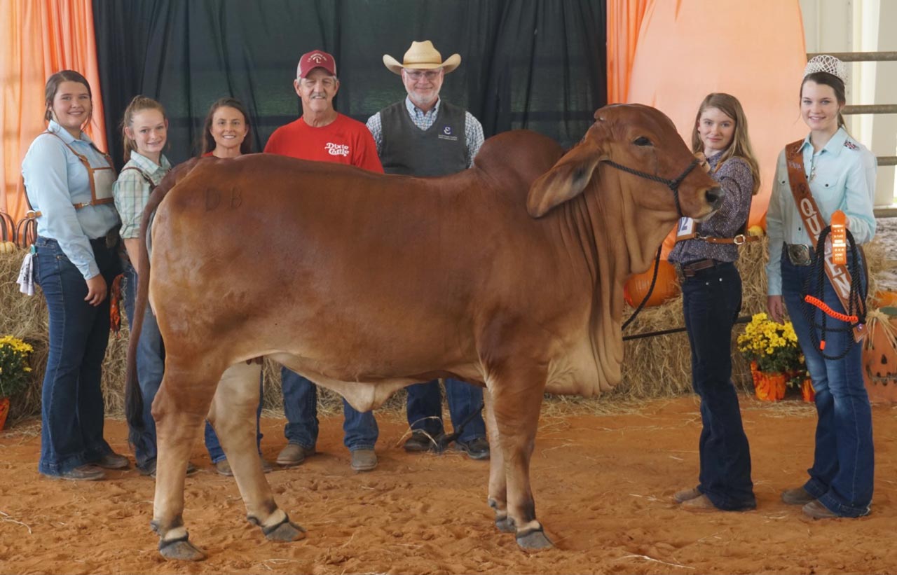 Dixiecattle Addison Wright showing red heifer