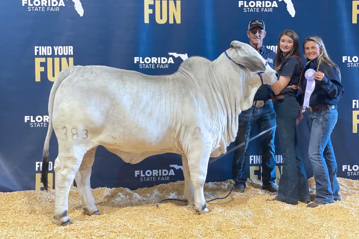 Dixie cattle JDH LADY MYLEE MANSO 383/9