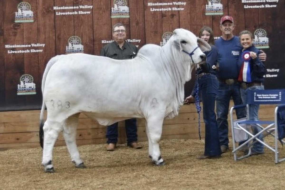 Dixie cattle JDH LADY MYLEE MANSO 383/9